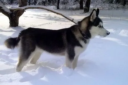 Husky kék szemű kép kutyák és kölykök „hogy mancs”