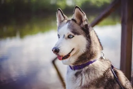 Husky cu ochi albaștri fotografii de câini și căței, „da laba“