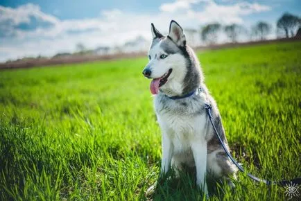 Husky kék szemű kép kutyák és kölykök „hogy mancs”