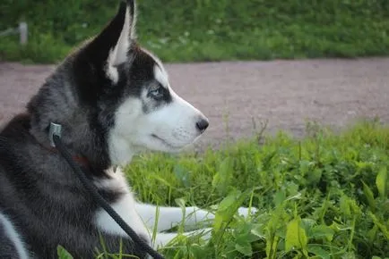 Husky cu ochi albaștri fotografii de câini și căței, „da laba“