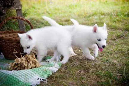 Husky kék szemű kép kutyák és kölykök „hogy mancs”