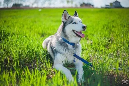 Husky kék szemű kép kutyák és kölykök „hogy mancs”