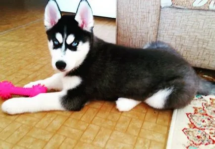 Husky cu ochi albaștri fotografii de câini și căței, „da laba“