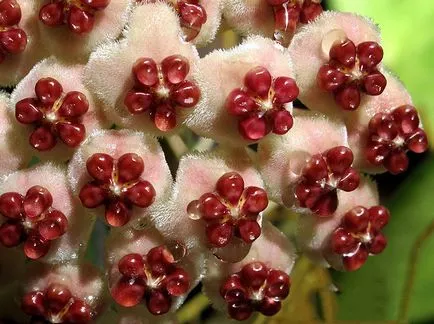 Hoya грижи у дома