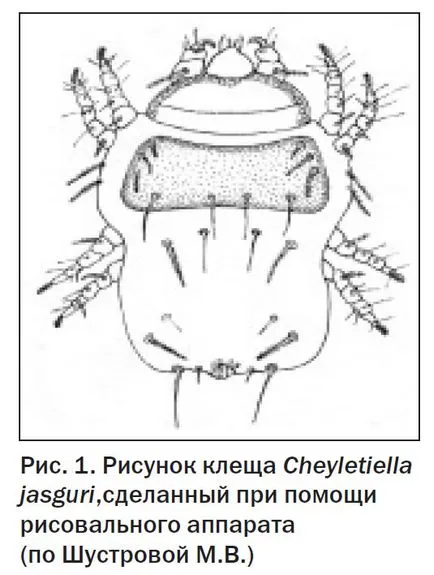 Heyletillez хищници