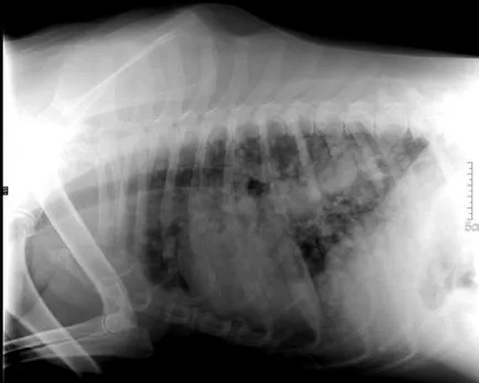 Bolile respiratorii la câini și pisici