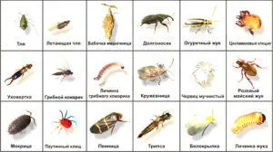 Green мушичка на рози какво да правя, как да се борим, за да се отървете от, отколкото да се лекува