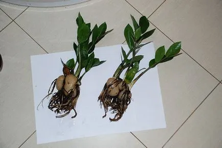 Zamioculcas otthoni gondozást tenyésztési körülmények