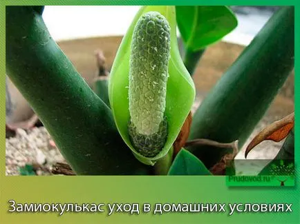 Zamioculcas otthoni gondozást tenyésztési körülmények