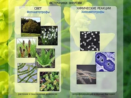 По този начин се извлече енергия autotrophs