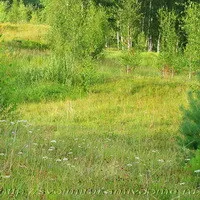 Beetle-пожарникар или войник бръмбар грива - полезни насекоми, със собствените си ръце в дома и градината