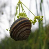 Beetle-пожарникар или войник бръмбар грива - полезни насекоми, със собствените си ръце в дома и градината