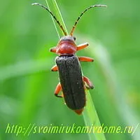 Beetle-pompier sau un gândac soldat crested - insecte benefice, cu propriile lor mâini casă și grădină
