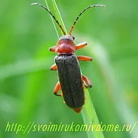 Beetle-пожарникар или войник бръмбар грива - полезни насекоми, със собствените си ръце в дома и градината