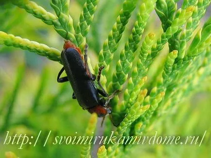Beetle-pompier sau un gândac soldat crested - insecte benefice, cu propriile lor mâini casă și grădină