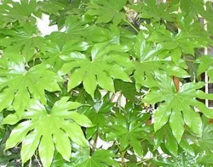 Грижа стая Aralia (мазнини) у дома