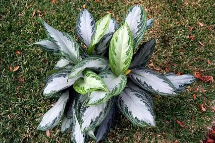 Грижа за Aglaonema у дома