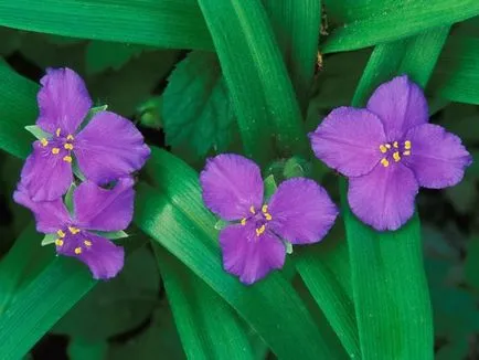 Грижа в дома на Tradescantia - spiderwort се грижи за правилно