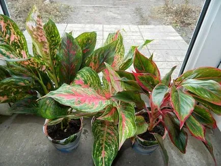 Грижа за Aglaonema у дома