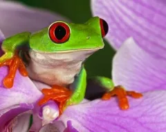 Vedere, auz și vocea amfibieni, amfibieni cu coada râioase tailless broasca ochi clarviziune Proteus