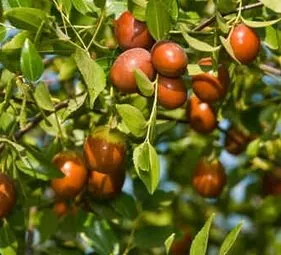 Jujube (chineză data, jujube, jujube, jojoba) - plantare, cultivare, proprietăți, preparare, depozitare