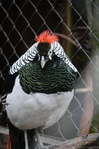 Zoo „Limpopo” Nyizsnyij Novgorod, fényképek és kapcsolatok