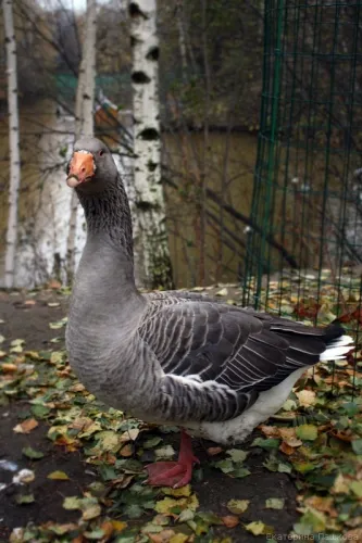 Zoo „Limpopo” Nyizsnyij Novgorod, fényképek és kapcsolatok