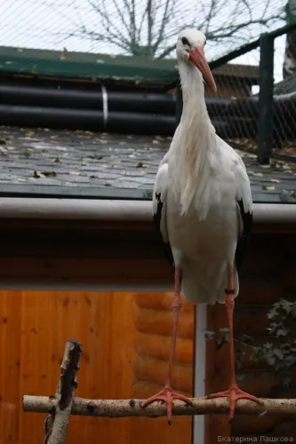 Zoo „Limpopo” Nyizsnyij Novgorod, fényképek és kapcsolatok