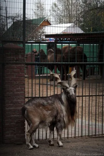 Zoo „Limpopo” Nyizsnyij Novgorod, fényképek és kapcsolatok