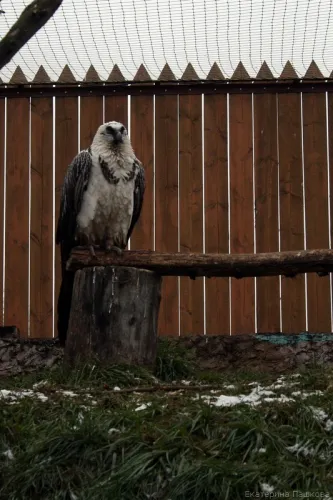 Zoo „Limpopo” Nyizsnyij Novgorod, fényképek és kapcsolatok