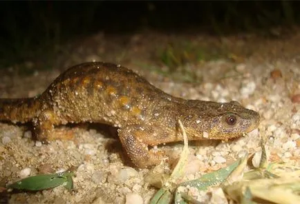 Vedere, auz și vocea amfibieni, amfibieni cu coada râioase tailless broasca ochi clarviziune Proteus