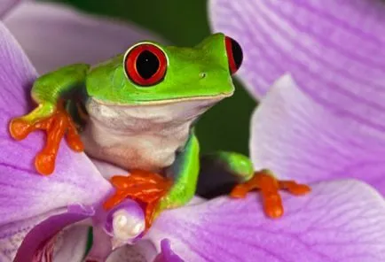 Vedere, auz și vocea amfibieni, amfibieni cu coada râioase tailless broasca ochi clarviziune Proteus