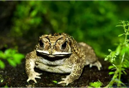 Зрение, слух, и гласът на земноводни, жаби опашка безопашатите земноводни жаба очи далекогледство Proteus