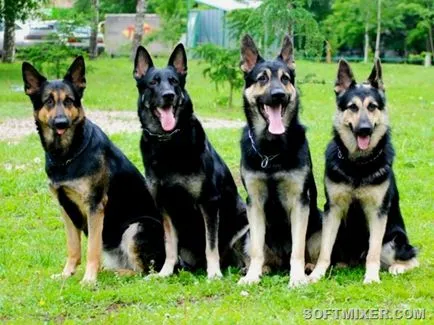 Известни породи кучета, отглеждани в България, softmixer