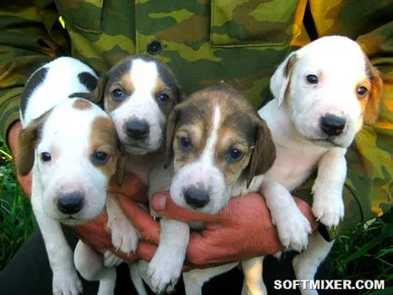 rase de câini celebre crescute în România, softmixer