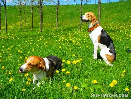 rase de câini celebre crescute în România, softmixer