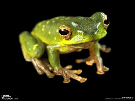 Vedere, auz și vocea amfibieni, amfibieni cu coada râioase tailless broasca ochi clarviziune Proteus