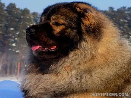 Известни породи кучета, отглеждани в България, softmixer