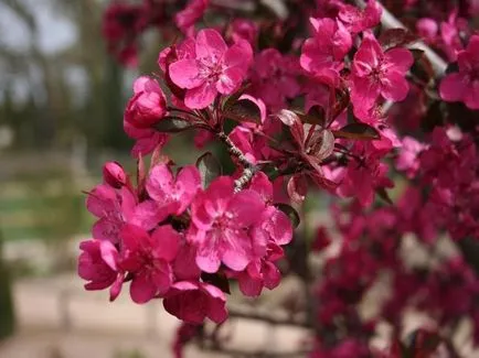 13 díszcserjék és fák, melyek virágzik áprilisban és májusban
