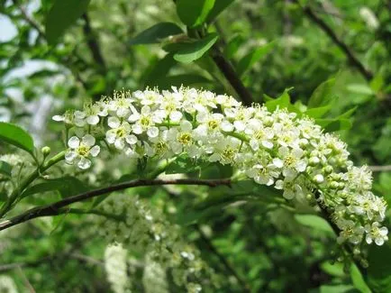 13 díszcserjék és fák, melyek virágzik áprilisban és májusban