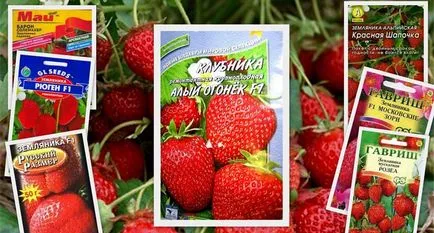 Agricole căpșuni de echipamente într-o seră principiile de bază, echipamente cu efect de seră, reguli de soiuri de alegere, erori
