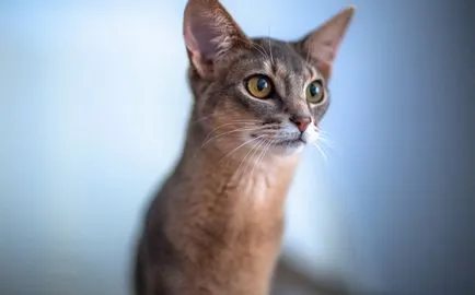 caracter abisinian, comportament, fotografie rasa decât hrana pentru animale