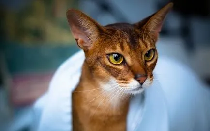 caracter abisinian, comportament, fotografie rasa decât hrana pentru animale