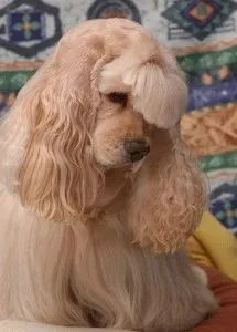 Cocker Spaniel de îngrijire specială și descriere rasa