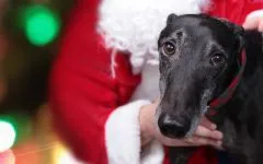 Engleză Greyhound, ogarii sunt trei tipuri de expoziție (spectacol de câine) de funcționare (reysingovye) de vânătoare