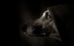 Engleză Greyhound, ogarii sunt trei tipuri de expoziție (spectacol de câine) de funcționare (reysingovye) de vânătoare