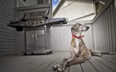 Engleză Greyhound, ogarii sunt trei tipuri de expoziție (spectacol de câine) de funcționare (reysingovye) de vânătoare