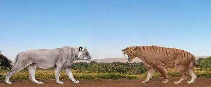 American Lion óriás őse a modern macskák