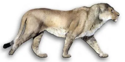 Американската Lion гигант прародител на съвременните котки