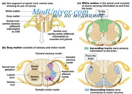 Anatomia coloanelor posterioare - bucla medial